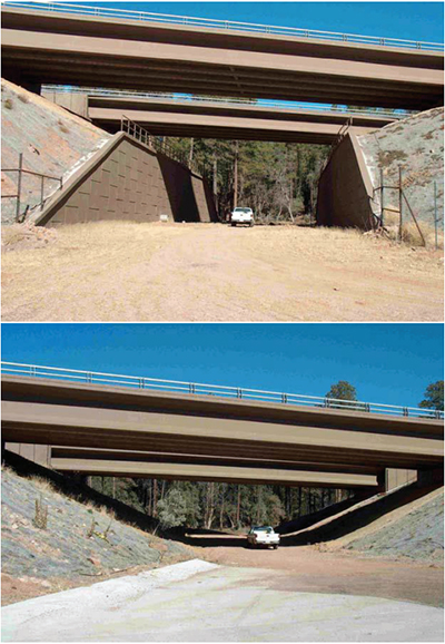 Photo: Wildlife crossing bridges.